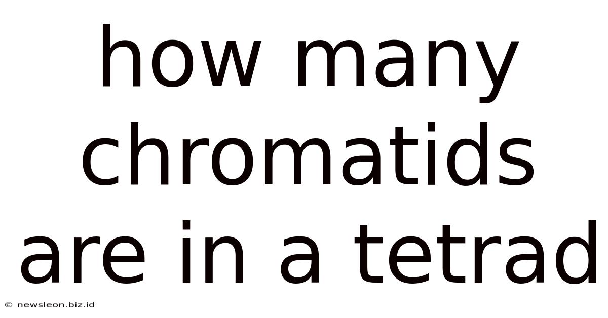 How Many Chromatids Are In A Tetrad