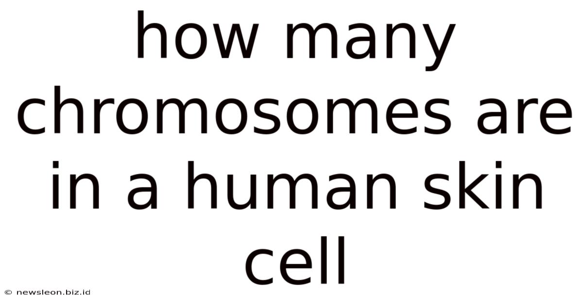 How Many Chromosomes Are In A Human Skin Cell