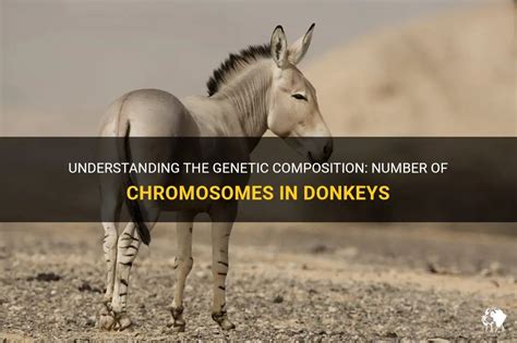 How Many Chromosomes Do Donkeys Have