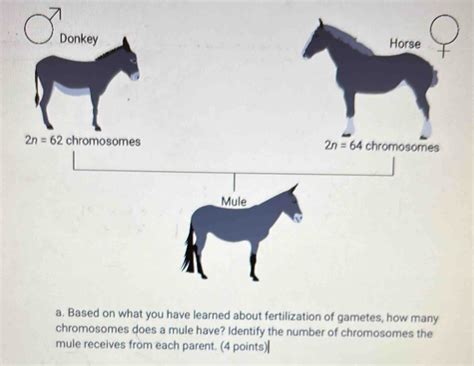 How Many Chromosomes Does A Mule Have