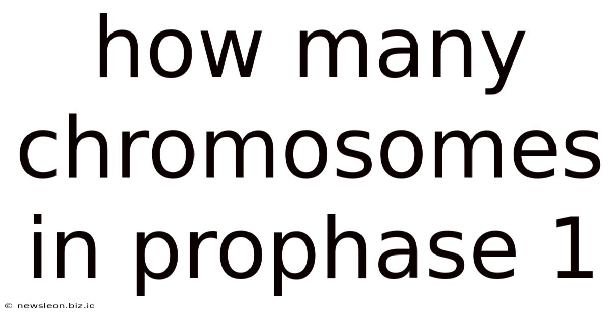 How Many Chromosomes In Prophase 1