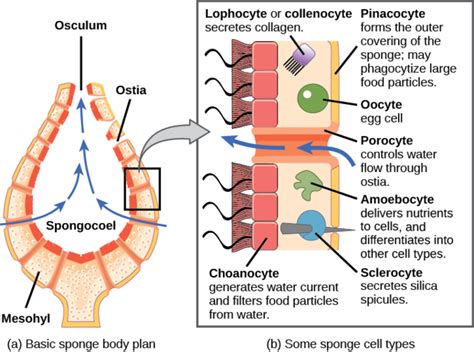 How Many Germ Layers Do Sponges Have