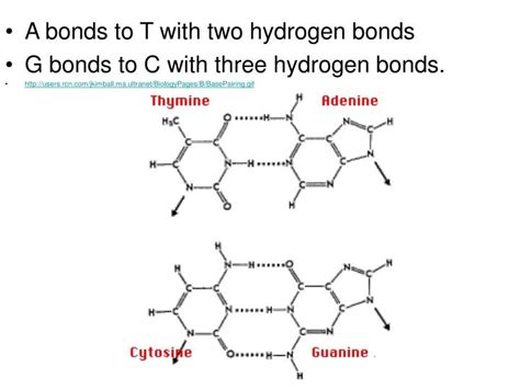 How Many H Bonds Between A And T