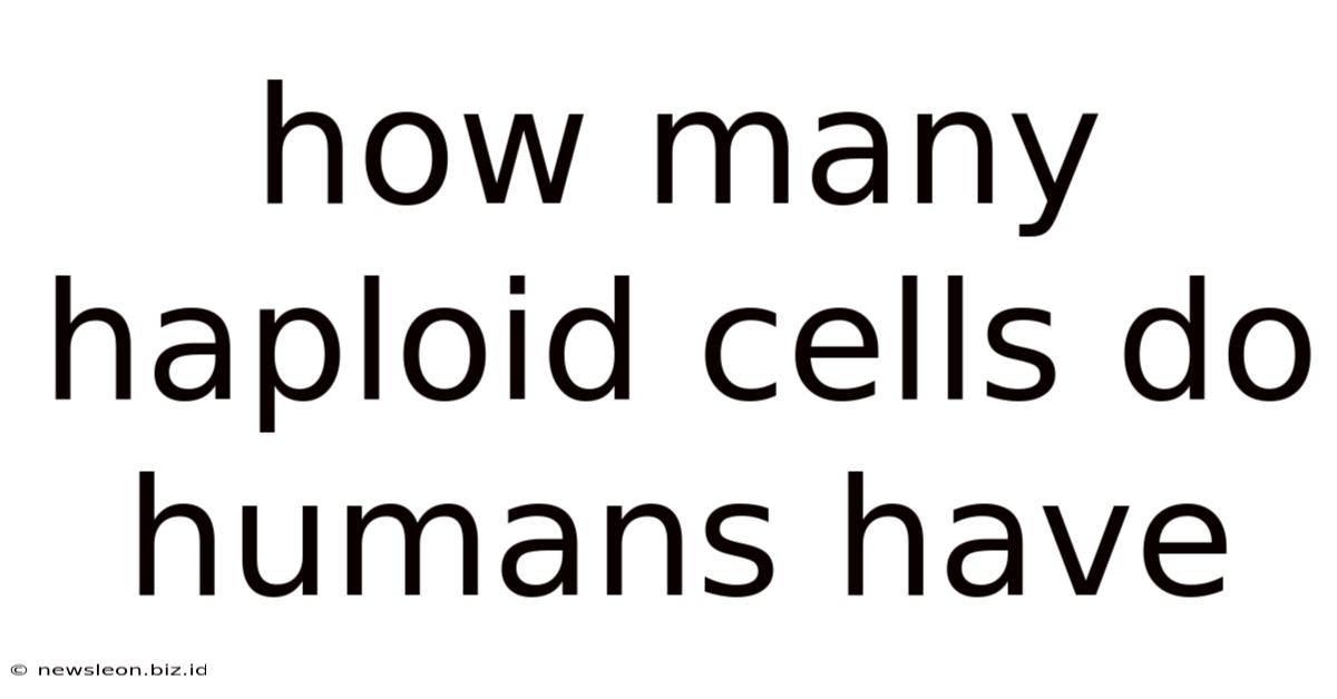How Many Haploid Cells Do Humans Have