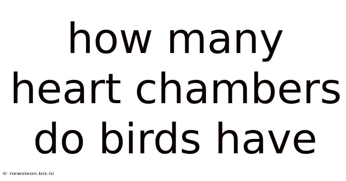 How Many Heart Chambers Do Birds Have