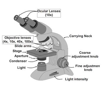 How Many Lenses Does A Compound Light Microscope Have