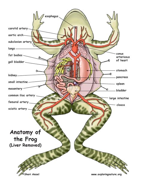 How Many Lobes Does The Liver Have In A Frog