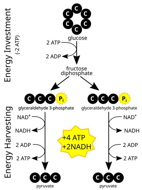 How Many Nadh Are Produced In Glycolysis