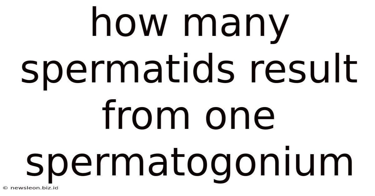 How Many Spermatids Result From One Spermatogonium