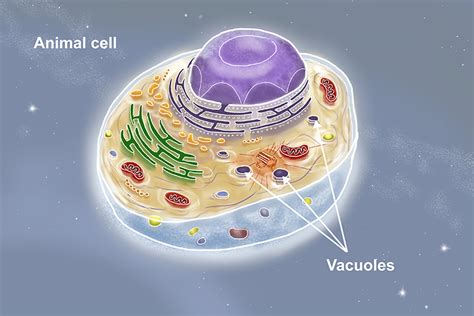 How Many Vacuoles Are In A Animal Cell