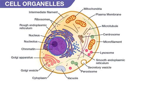 Identify The Organelles Labeled On The Cell To The Right