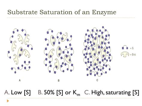 If An Enzyme In Solution Is Saturated With Substrate