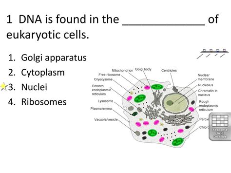 In A Eukaryotic Cell Dna Is Found In