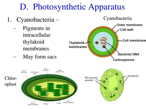 In Bacteria Photosynthetic Pigments Are Found In