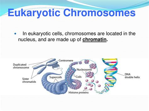 In Eukaryotic Cells Chromosomes Are Composed Of