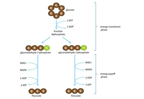 In Glycolysis There Is A Net Gain Of _____ Atp.