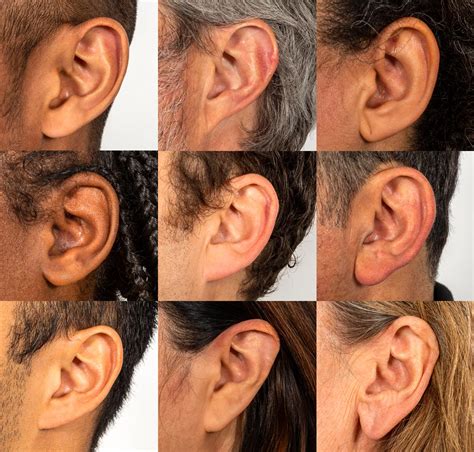 In Humans Free Earlobes Are Dominant To Attached Earlobes