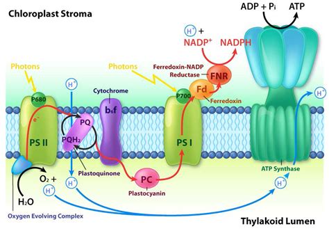 In Mechanism Photophosphorylation Is Most Similar To