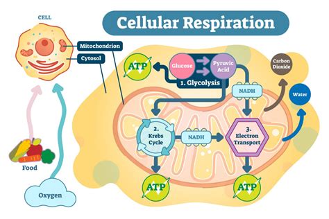 In What Cell Organelle Does Cellular Respiration Take Place