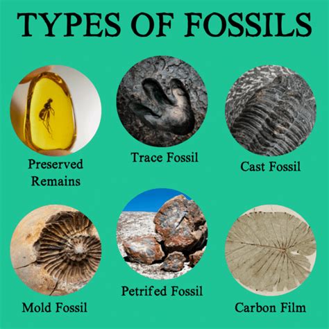 In Which Kind Of Rock Are Fossils Usually Found