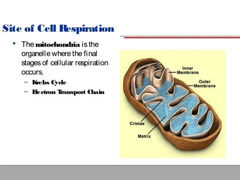 In Which Organelle Does Cellular Respiration Occur