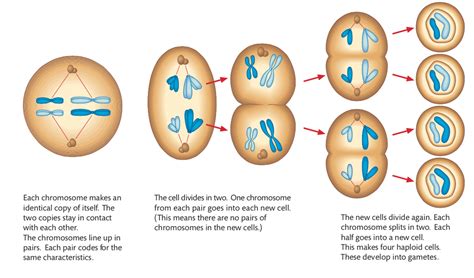 In Which Stage Of Meiosis Is The Chromosome Number Halved