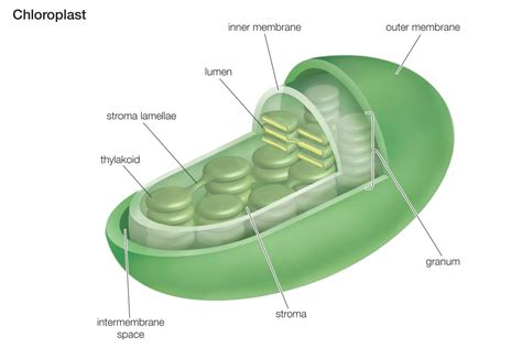 Inside The Chloroplasts Chlorophyll Is Found In The