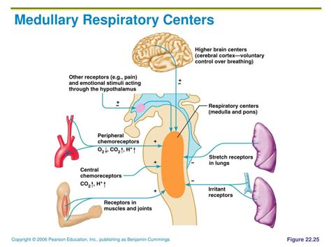 Inspiratory And Expiratory Centers Are Located In The