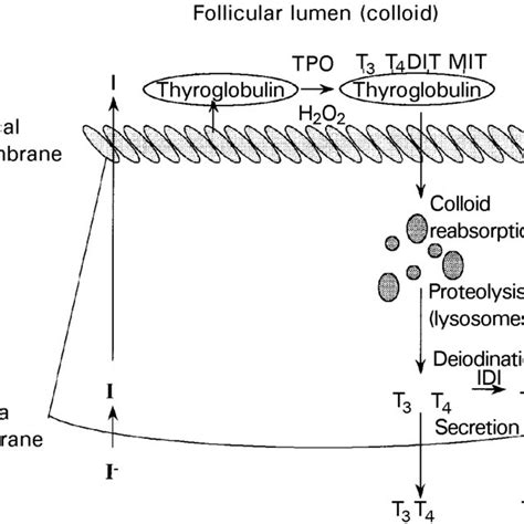 Iodine Is Essential For The Synthesis Of