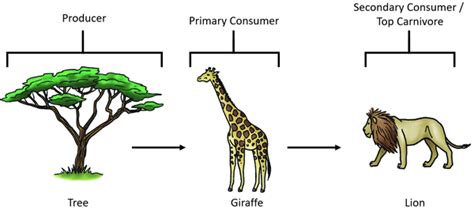 Is A Giraffe A Primary Consumer