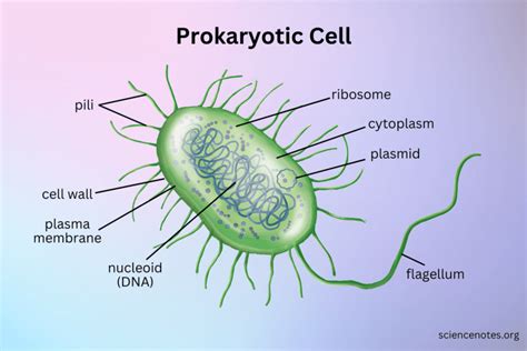 Is A Virus A Prokaryotic Cell