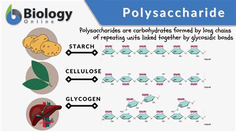 Is Glycogen A Monosaccharide Disaccharide Or Polysaccharide