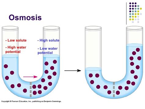 Is Osmosis High To Low Or Low To High