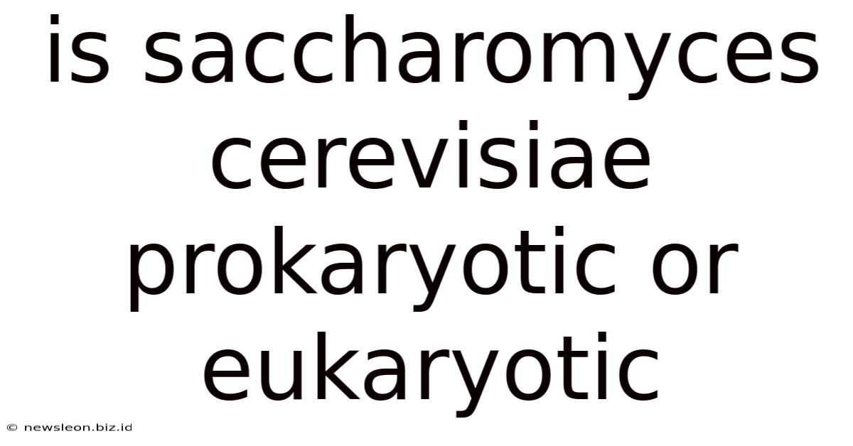 Is Saccharomyces Cerevisiae Prokaryotic Or Eukaryotic