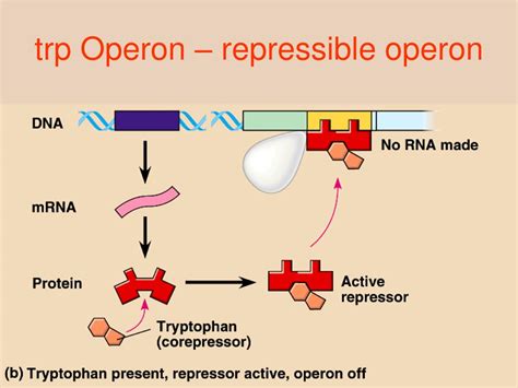 Is The Trp Operon Inducible Or Repressible