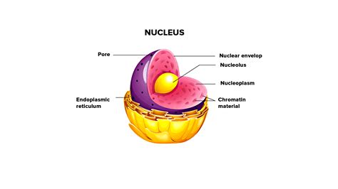 Label The Parts Of The Nucleus.