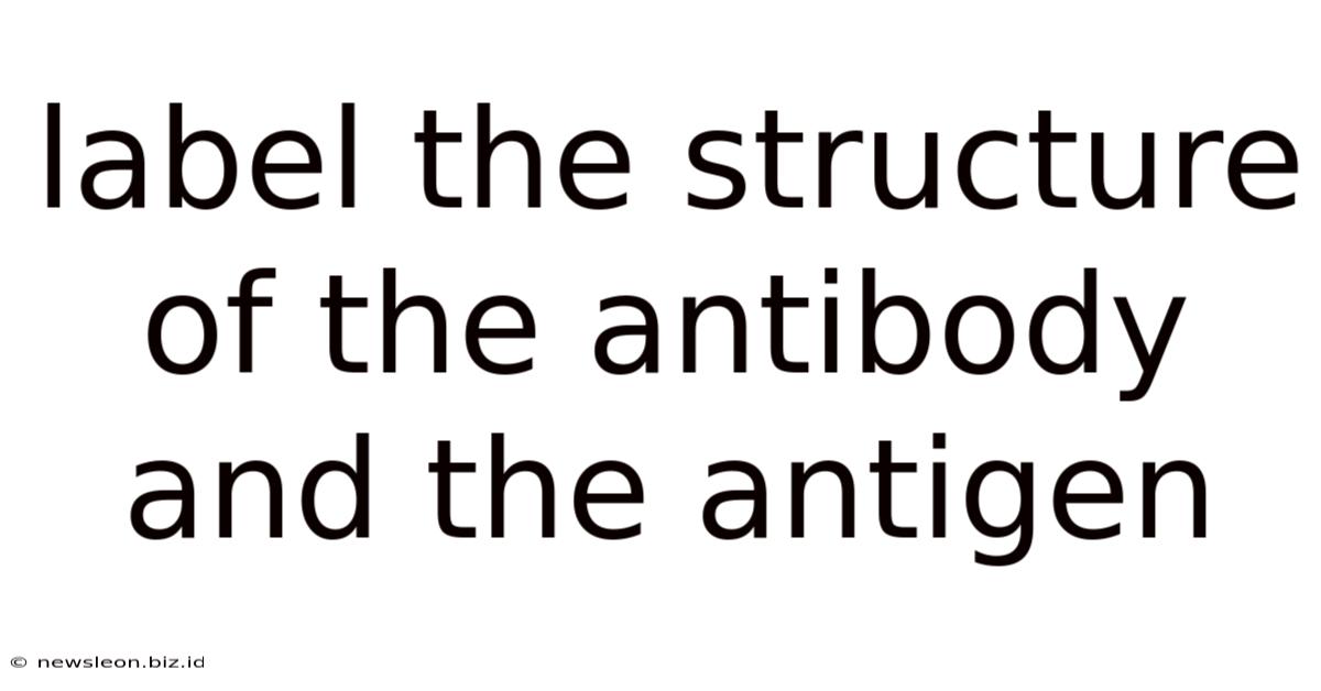 Label The Structure Of The Antibody And The Antigen