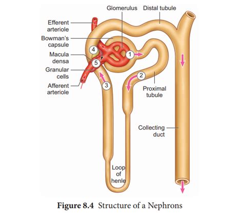 Label The Structures Of A Nephron In The Figure