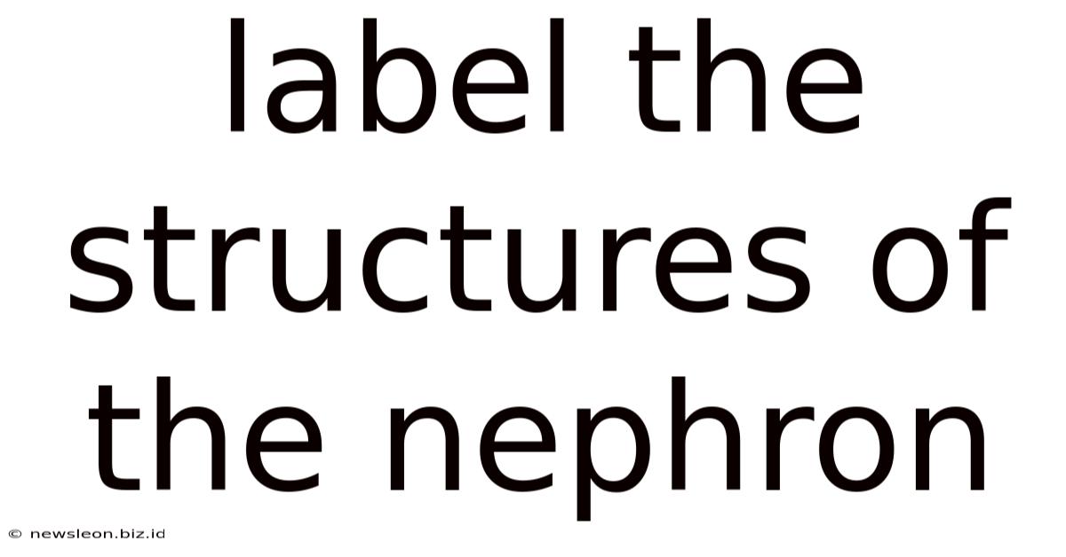 Label The Structures Of The Nephron