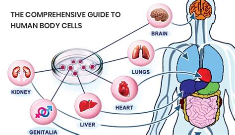 Largest Cell Of The Human Body