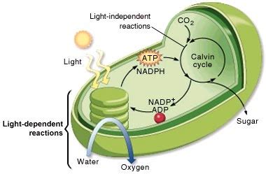 Light Independent Reactions Take Place In The