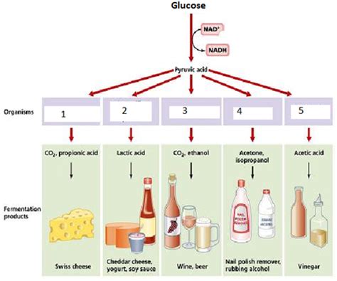 Match The Organism To The Product It Produces During Fermentation.