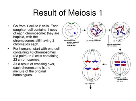 Meiosis Results In The Production Of