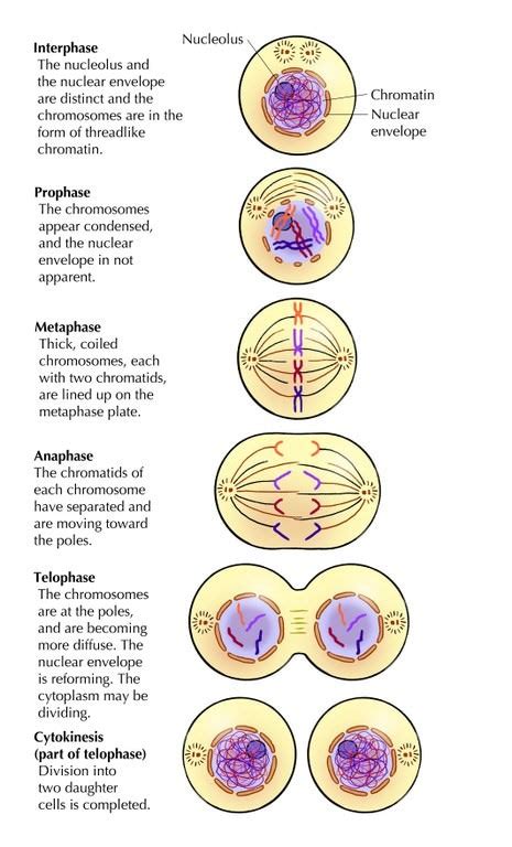 Mitosis Is Important Because It Allows