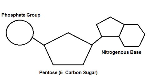 Monomers That Make Up Nucleic Acids