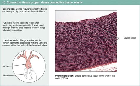 Most Abundant Tissue In The Body.