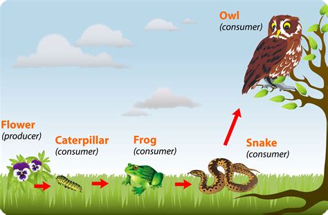 Name The Producer In The Food Chain