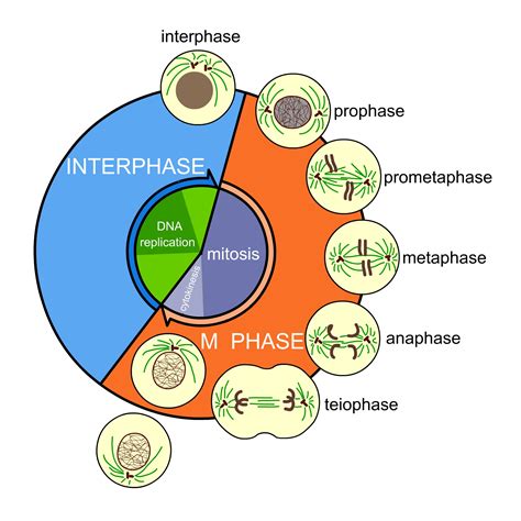 Number Of Cells In The Interphase