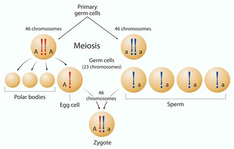 Number Of Chromosomes In A Zygote