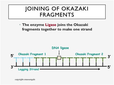 Okazaki Fragments Are Joined Together By